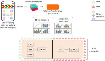 Herbicides Tolerance in a Pseudomonas Strain Is Associated With Metabolic Plasticity of Antioxidative Enzymes Regardless of Selection